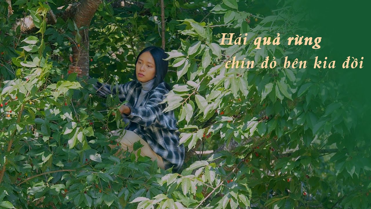 Hái quả rừng chín đỏ bên kia đồi Đà Lạt